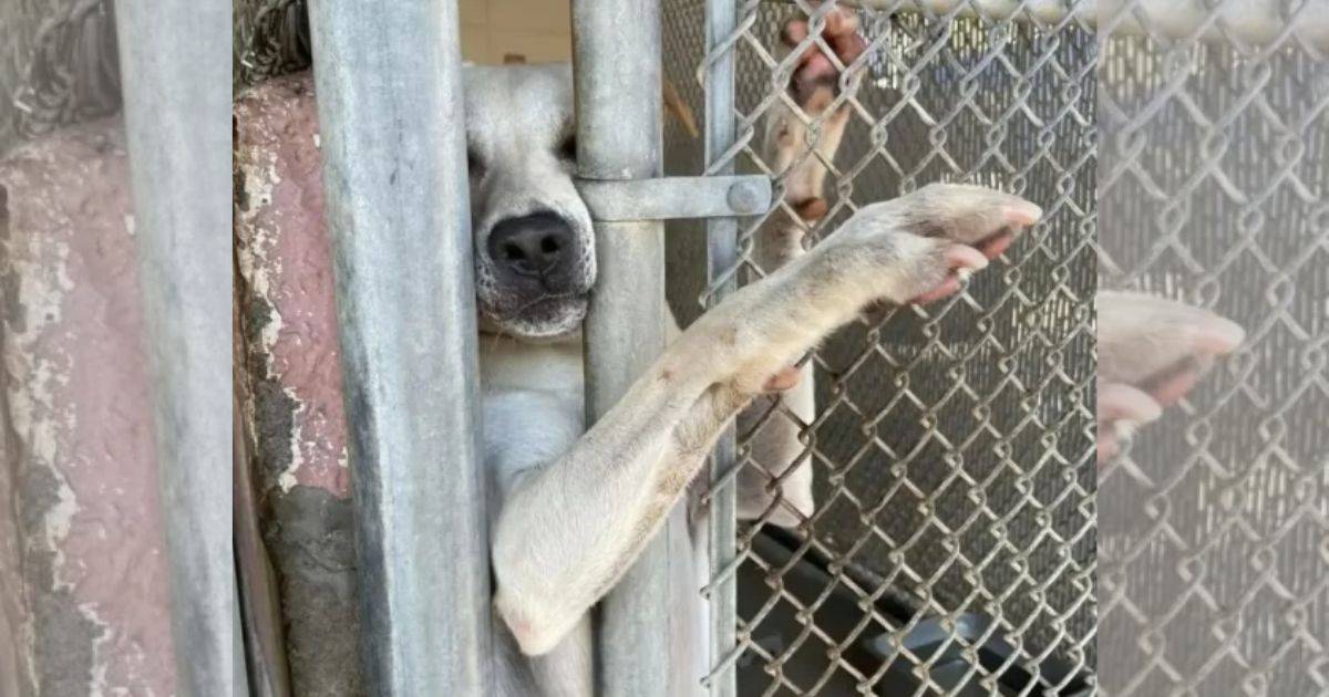 Sweet Puppy Stretched Out His Paw Through the Kennel, Hoping to Catch the Eye of a Loving Adopter