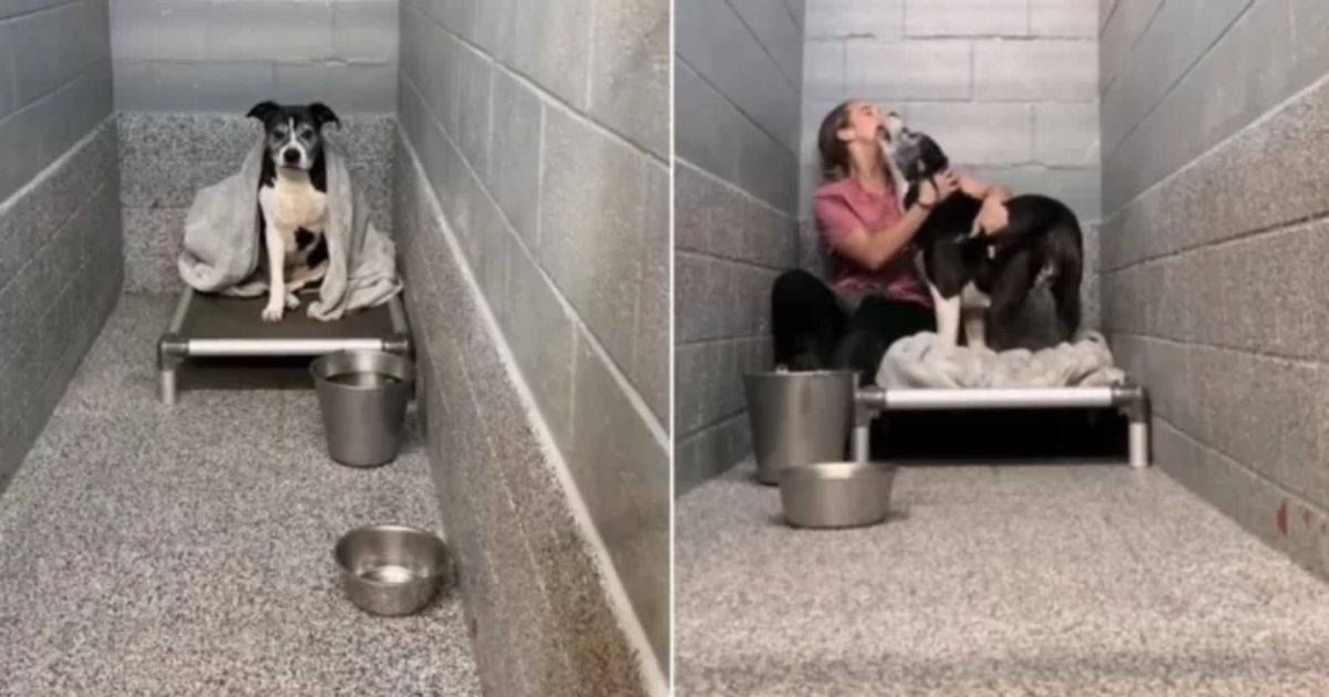 Senior Shelter Dog’s Joyful Reaction to a Visitor Will Melt Your Heart