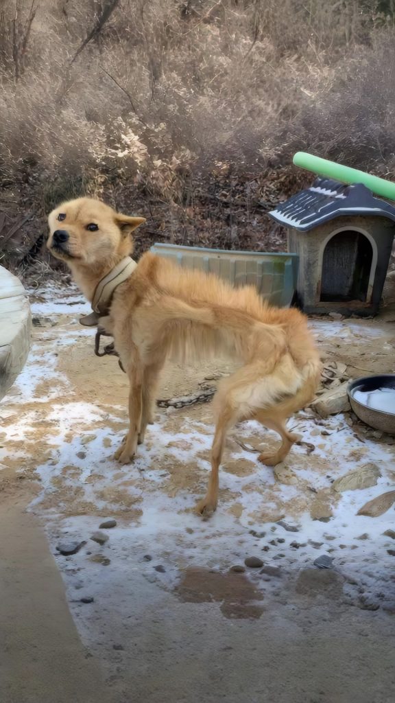 She Stood Chained in the Frozen Field — Until One Gentle Touch Changed Everything