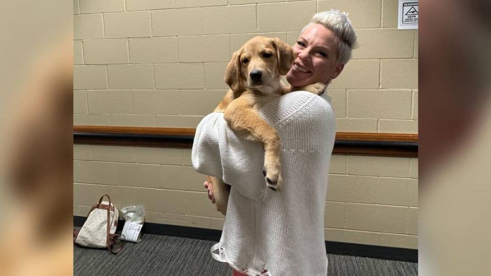 Dog Rescued From Pile Of Fallen Branches Is Now On Tour With P!nk