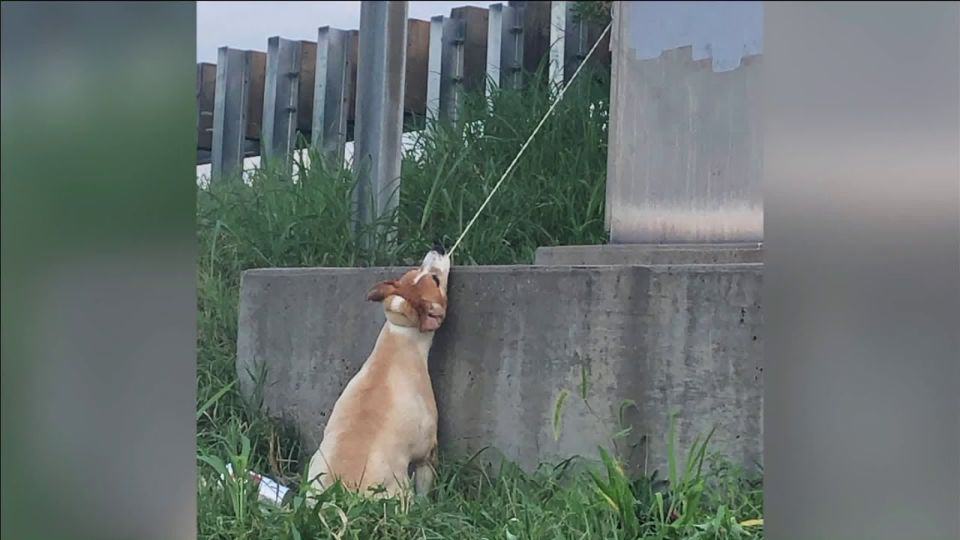 Hero Rescues Dog Hanging by Electrical Wire on Interstate Overpass