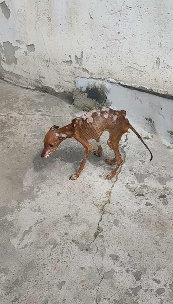He Was Too Weak to Stand — Until One Man Refused to Walk Away Mangito didn’t collapse all at once.