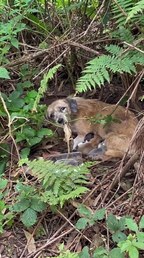Her Body Was Failing on the Side of the Highway — But She Wouldn’t Move Away From Her Puppies