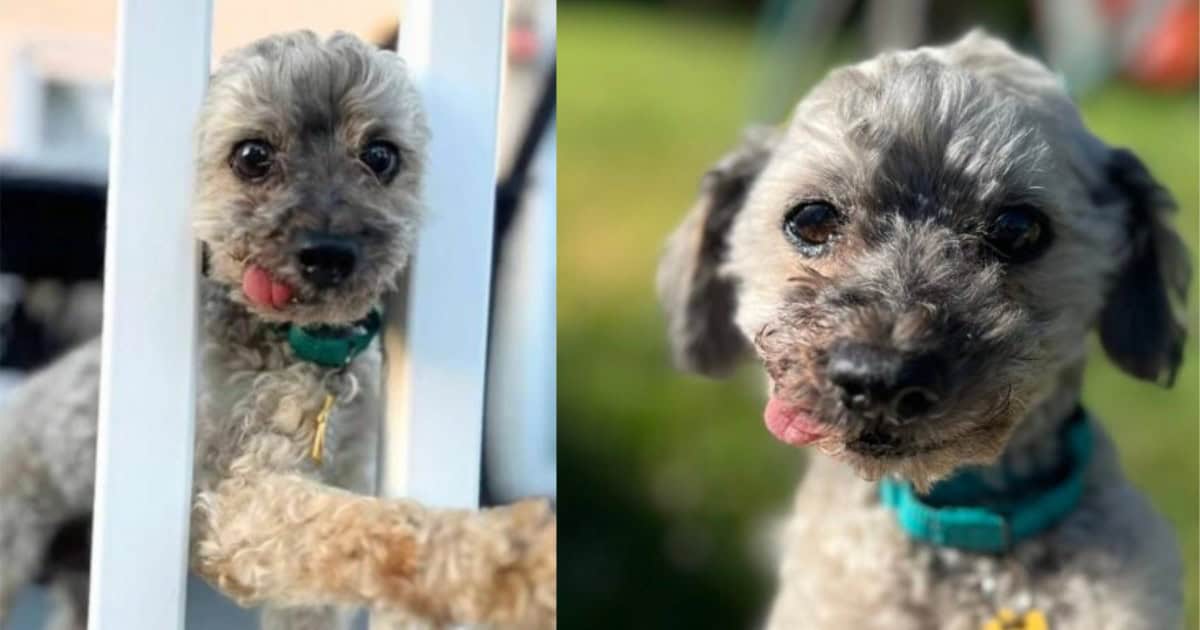 Sweet Senior Toothless Poodle Longs for a Forever Home To Spend His Golden Years
