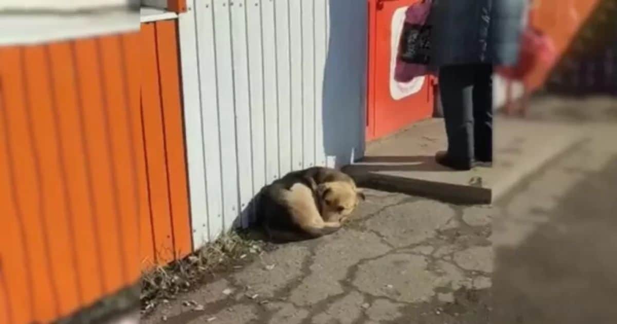 Lonely Pup Waited For Days In Front Of A Store, Believing Someone Would Finally Save Her