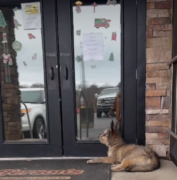 The Little Dog Who Never Stopped Believing Someone Would See Him