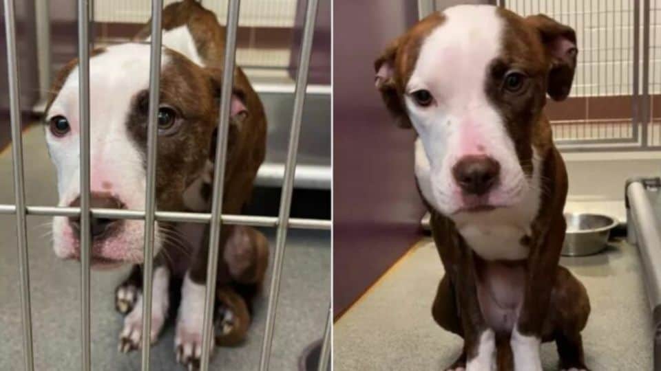 Dog Trapped In Michigan Shed Never Gave Up Hope Until The Day Her Rescue Came True