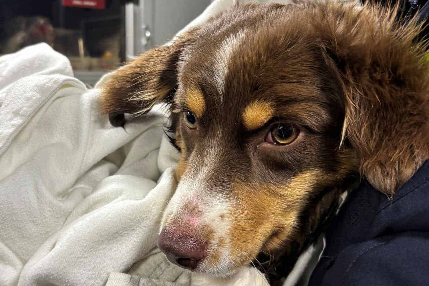 Family Watches In Tears As Their Puppy Stands Stranded On Ice
