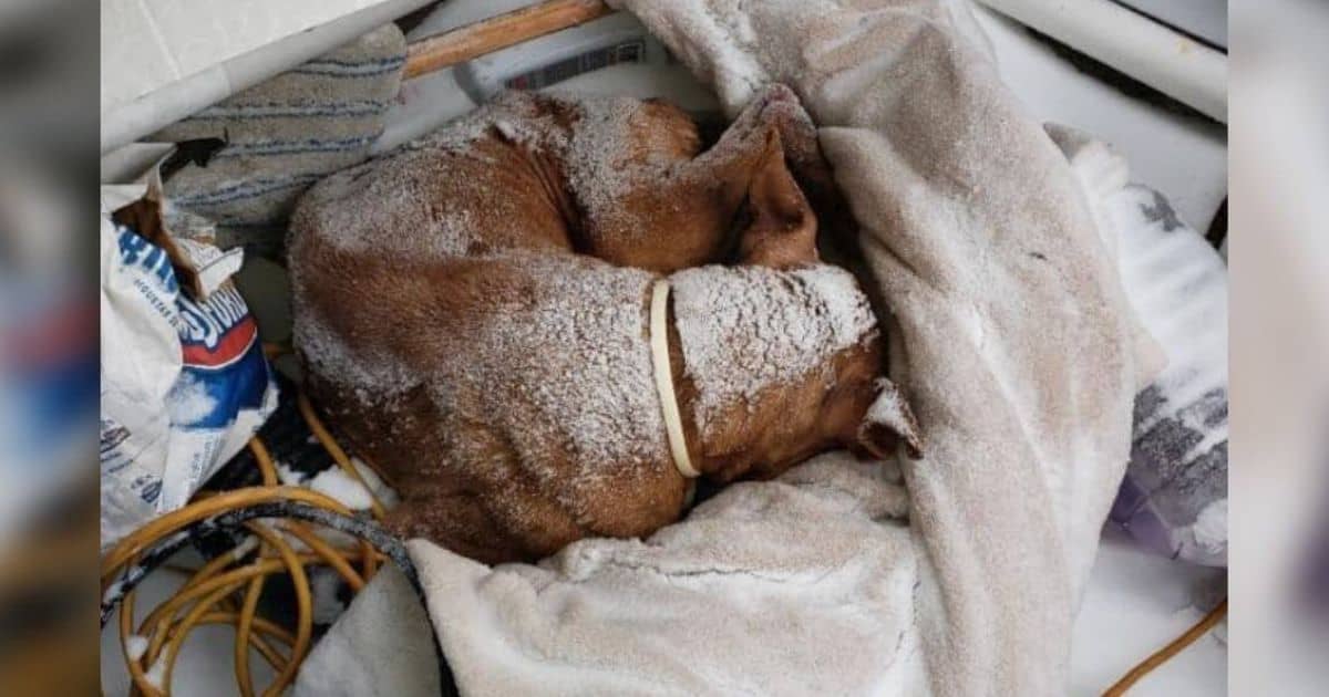 Senior Pit Bull Left Out in the Cold Gets a Warm Christmas Miracle