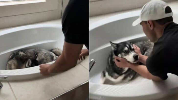 Florida Couple Loses Sight of Their Husky in the Storm, Then Make a Heartbreaking Discovery