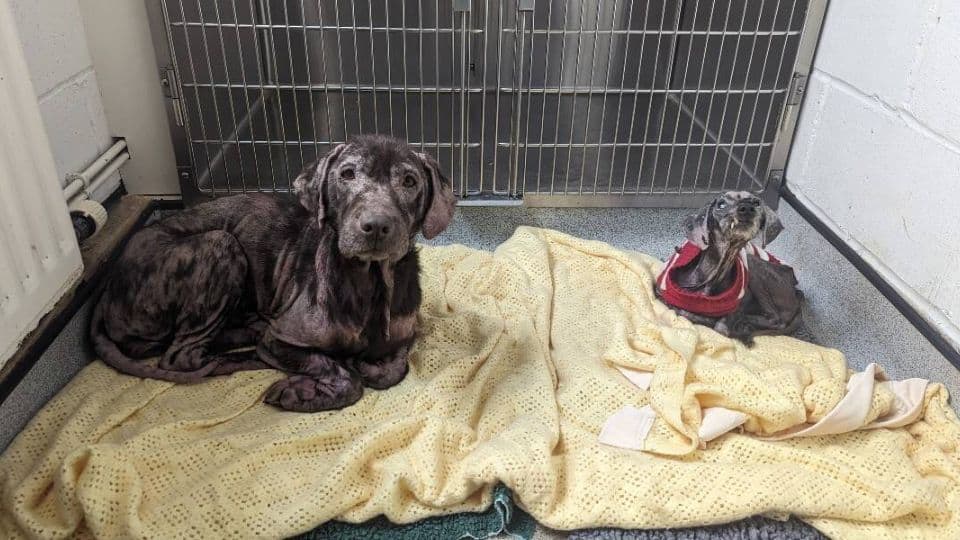 Two Broken Dogs Discovered on the Streets Begin Their Journey Toward Healing and Home
