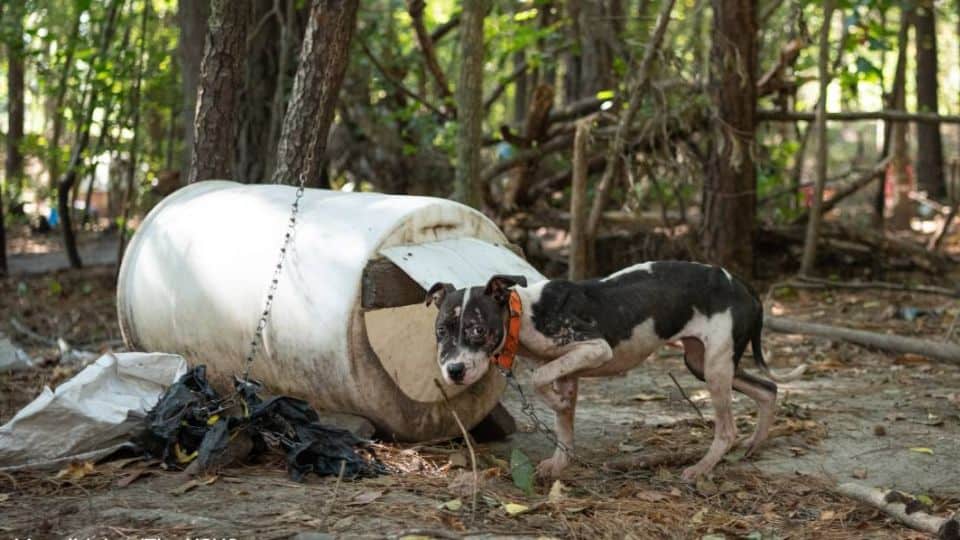 Massive Dogfighting Operation Shut Down as Rescuers Free Hundreds of Dogs