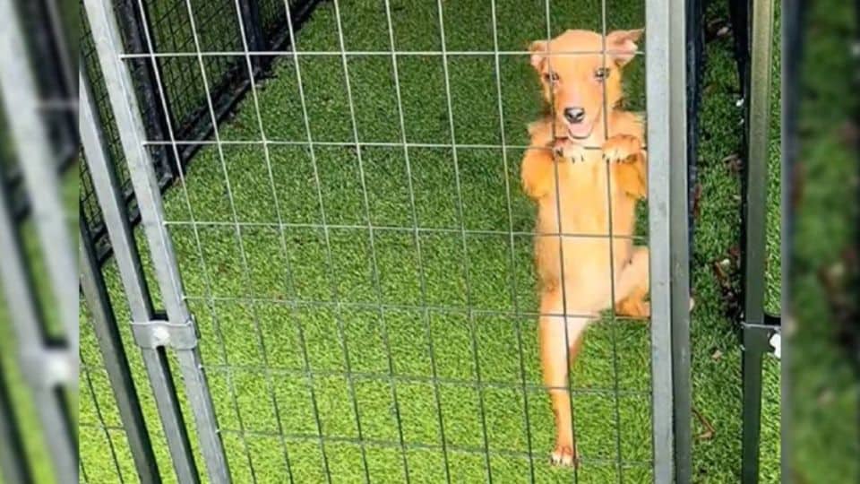 Little Puppy Squirrel Finally Finds the Family She Has Been Waiting For