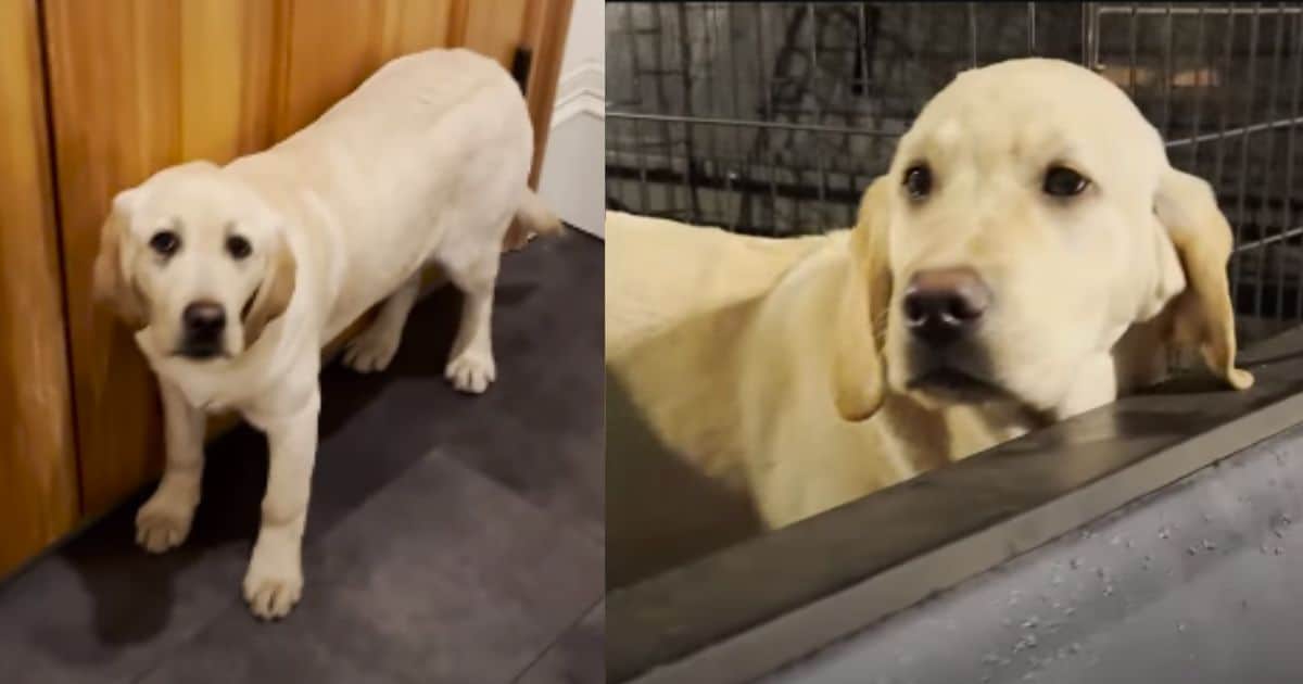 Kind Man Rescues Poor Lonely Puppy Locked In A Kennel For More Than 20 Hours