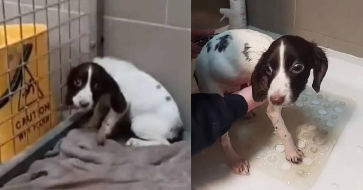 Dog’s Traumatic History Causes Her to Soil Herself at the Sight of Other Human