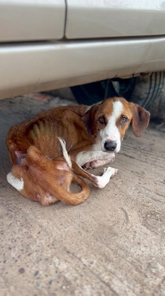 She Was Hiding Under a Car — Hoping No One Would See Her