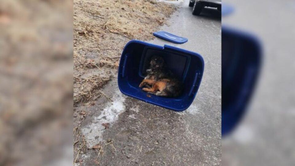 Michigan Woman Finds Rubber Tote on Roadside and Uncovers a Heartbreaking Surprise Inside