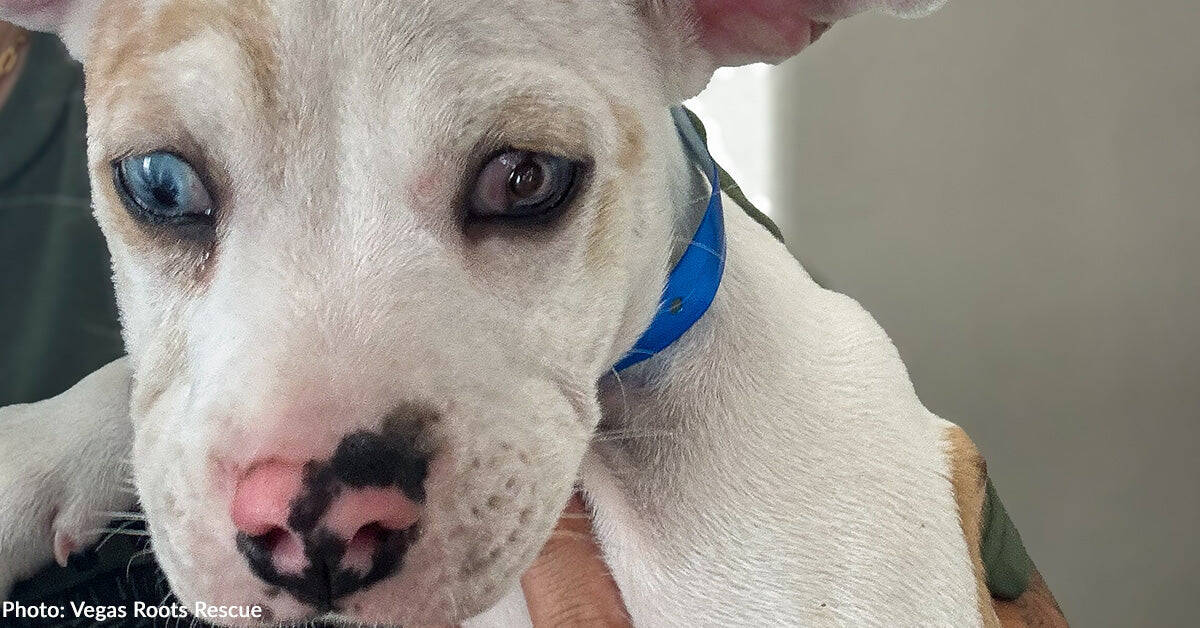 Shelter Puppy Faces Unthinkable Pain Before Kindness Steps In