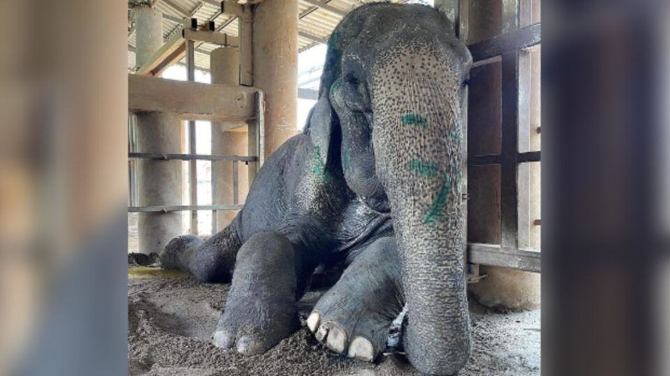 After 80 Years of Work, This Elephant Finally Gets to Lay Down in Peace