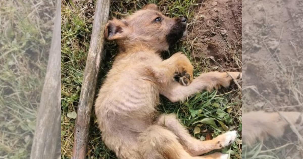 Tiny And Malnourished Puppy Left to Suffer in Landfill Begs For Help