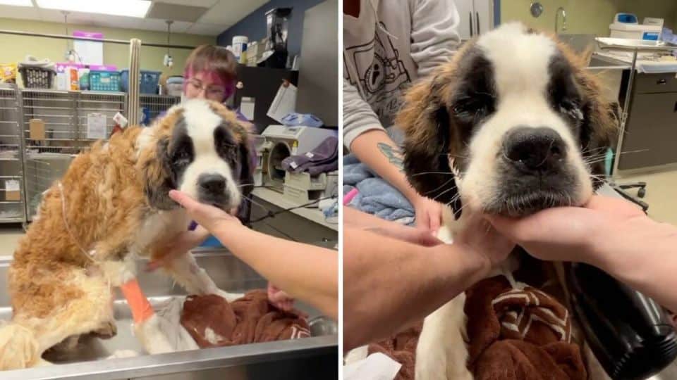 Rescued St. Bernard Finally Discovers His Forever Home