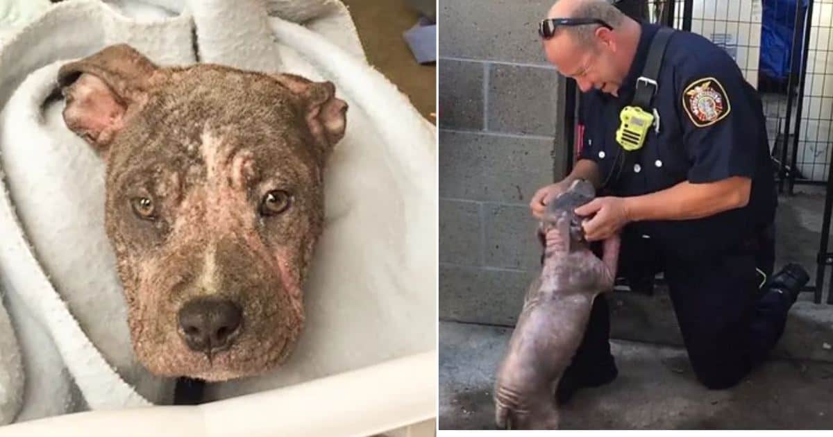Firefighter Rescues 3-Month-Old Pitbull Left Behind By Previous Owners
