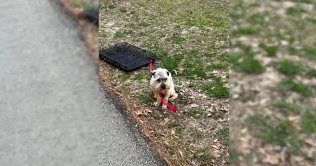 Kind Woman Rescued A Frightened Pup Tied To A Crate And Found Him A Loving Forever Home