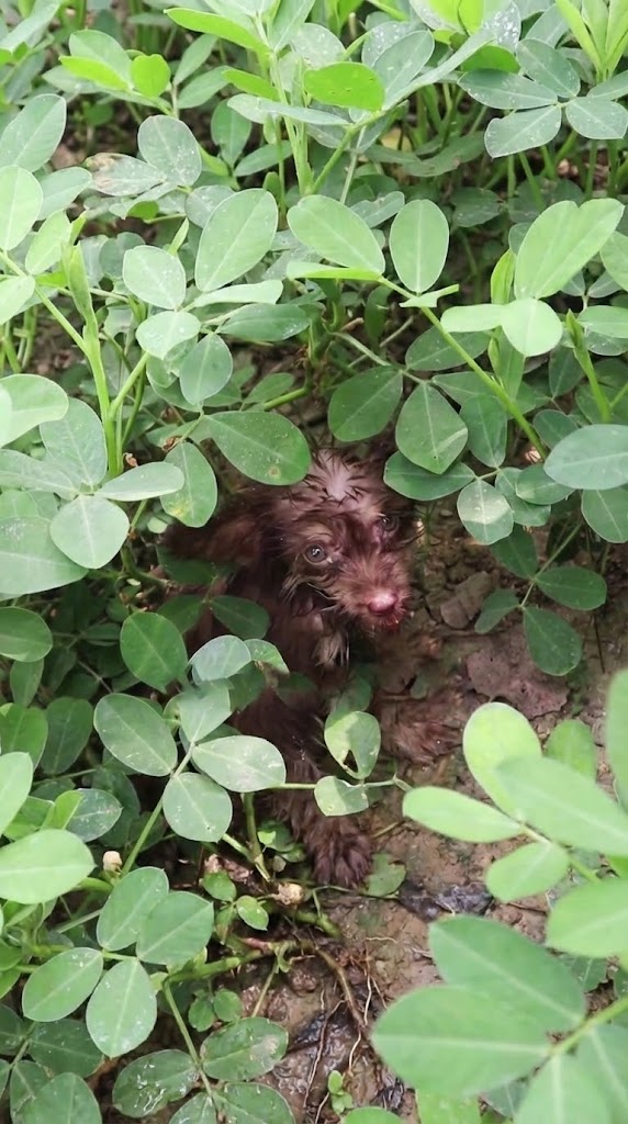 Everyone Walked Past the Tiny Puppy by the Trash — Until One Person Finally Stopped