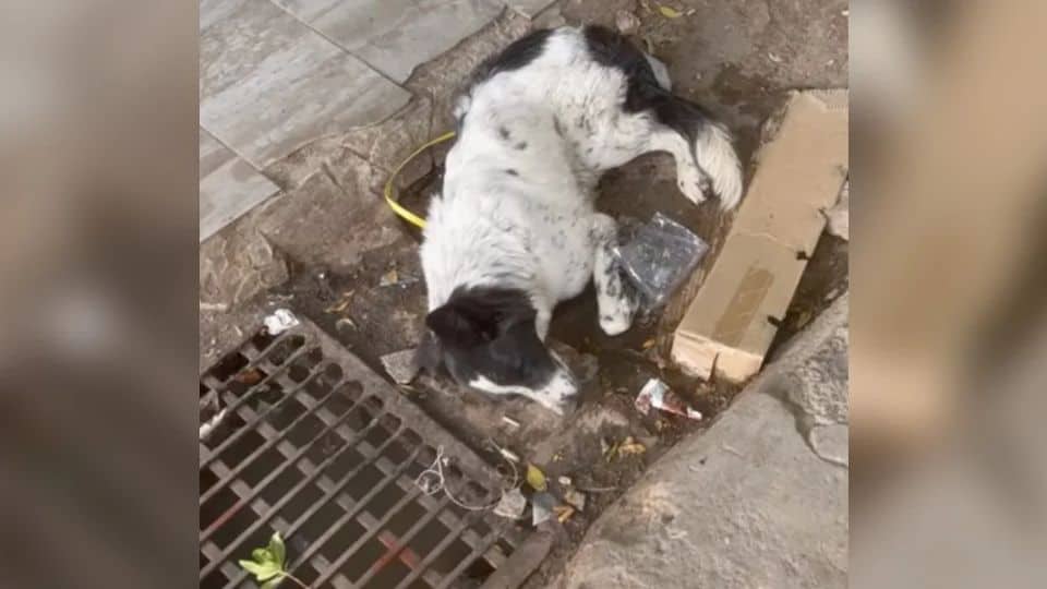 Discarded Pup Left To Die In A Market Takes First Steps Toward A New Life