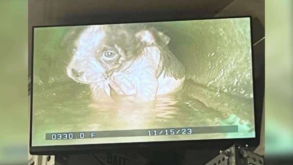 Rescuers Save Tiny Puppy From San Antonio Sewer After Hours Underground