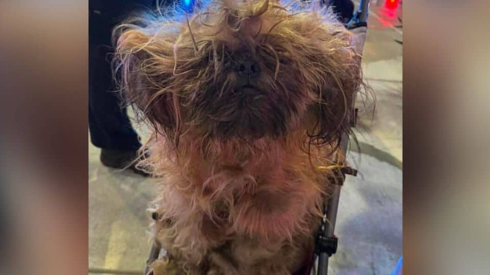 Under Layers of Matted Fur, Rescuers Found a Face They’ll Never Forget