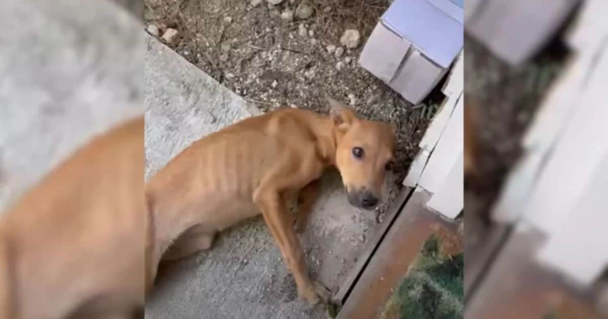 Starving Dog Finds Hope When She Meets A Kind Woman On Vacation, Now Lives The Happiest Life