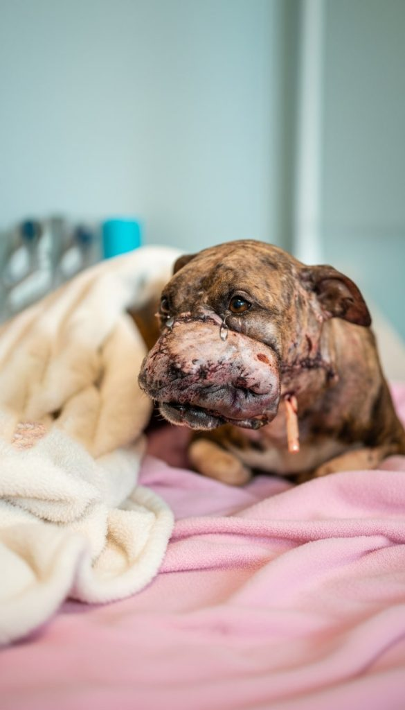 She Lay in a Ditch and Waited — Until Amber Finally Found the Life She Deserved