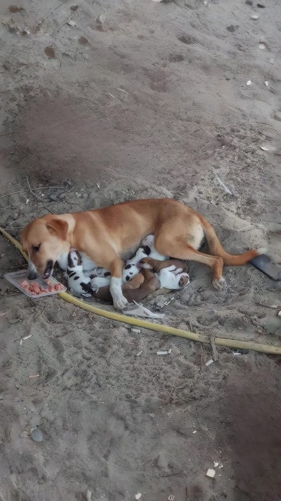 She Lay on Burning Asphalt Protecting 8 Newborn Puppies — Until One Call Changed Everything