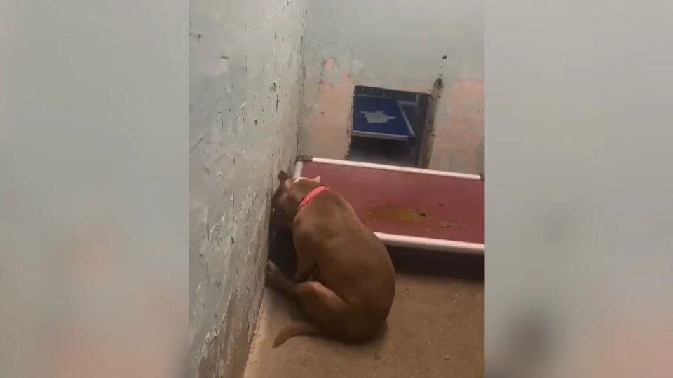 Patience the Pit Bull Finds Love After Heartbreaking Return to the Shelter