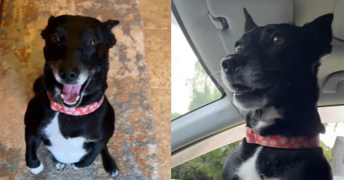 Rescue Dog Can’t Hide Her Excitement Each Time She Returns Home