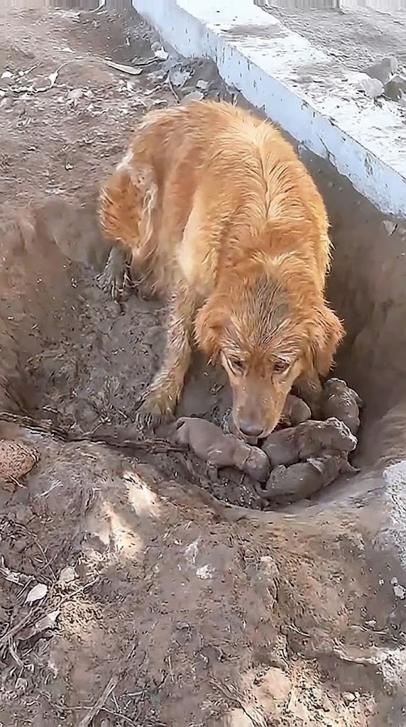 She Gave Birth in the Mud While Still Chained — Until One Woman Changed Everything