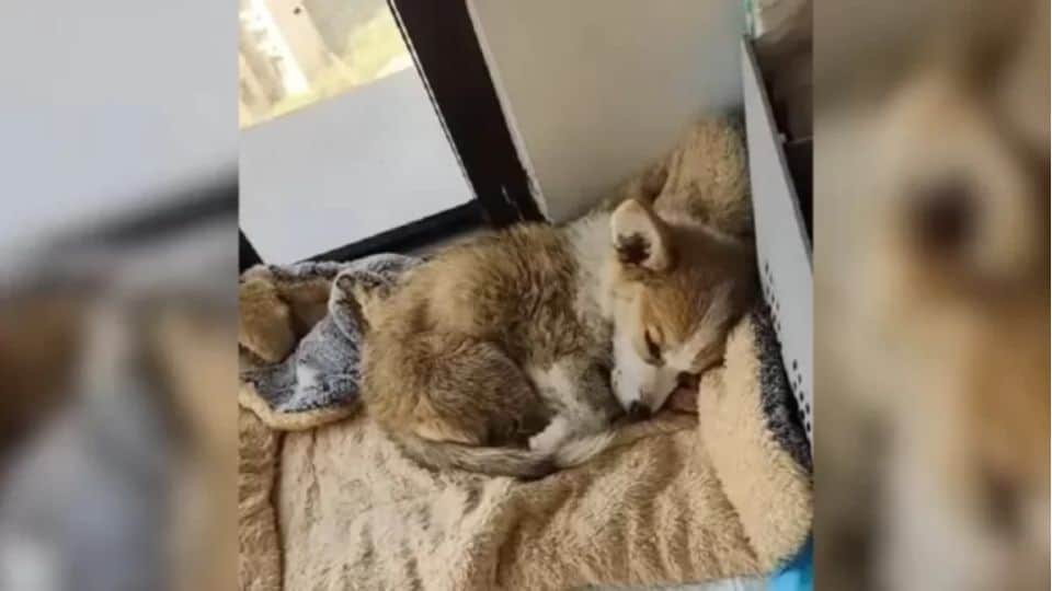 Abandoned Blind Puppy Found On The Roadside Gets A Second Chance At Life With His New Family