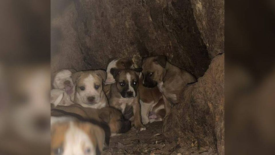 A Mother Dog Hid Her Puppies Inside a Tree Until Rescue Brought Them Home