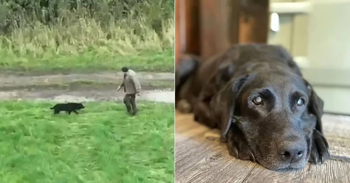 Drone Captures Heartwarming Moment When A Blind, Lost Dog Finally Meets Her Owner Again
