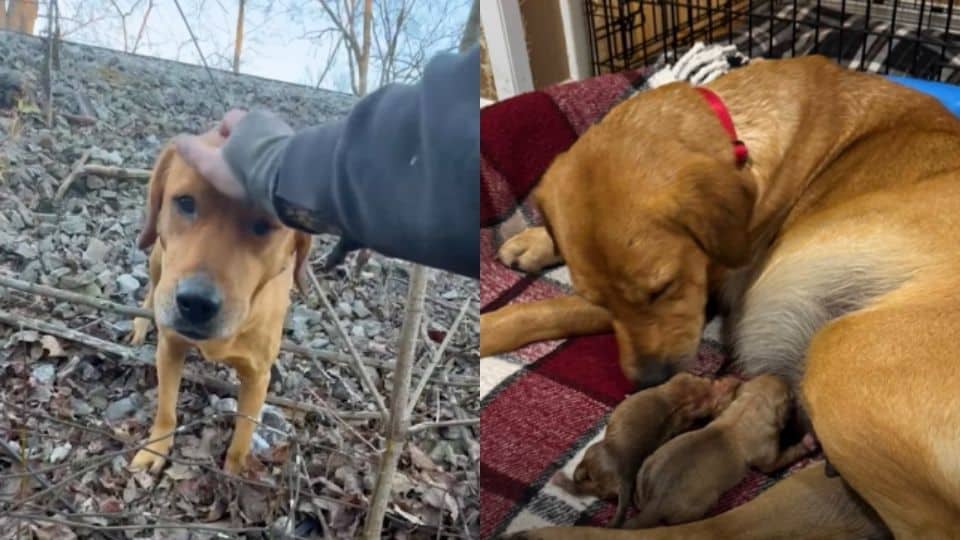 Pregnant Dog Dumped In The Woods Finally Finds Safe Arms For Her Puppies