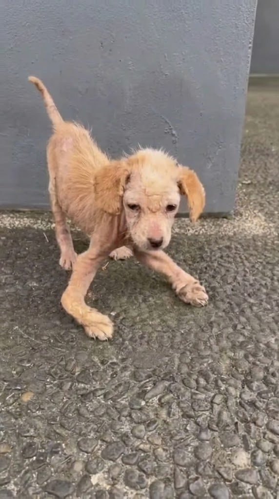 She Could Only Crawl — But She Never Stopped Trying to Follow Love
