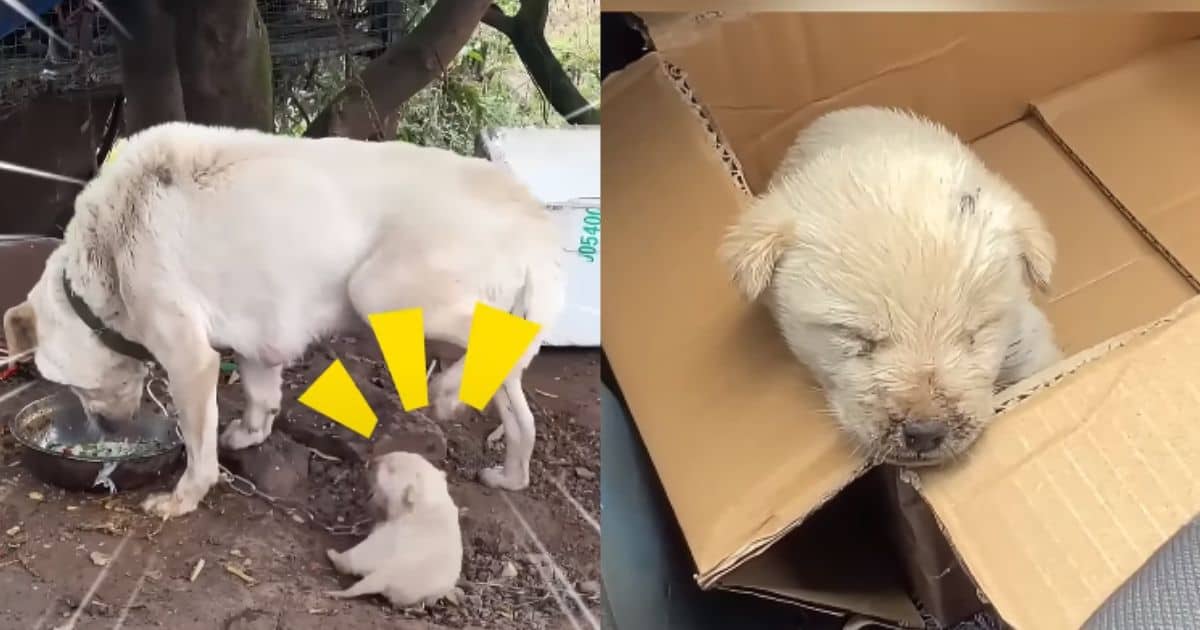 Tiny Puppy Rescued After Being Rejected by His Own Mother
