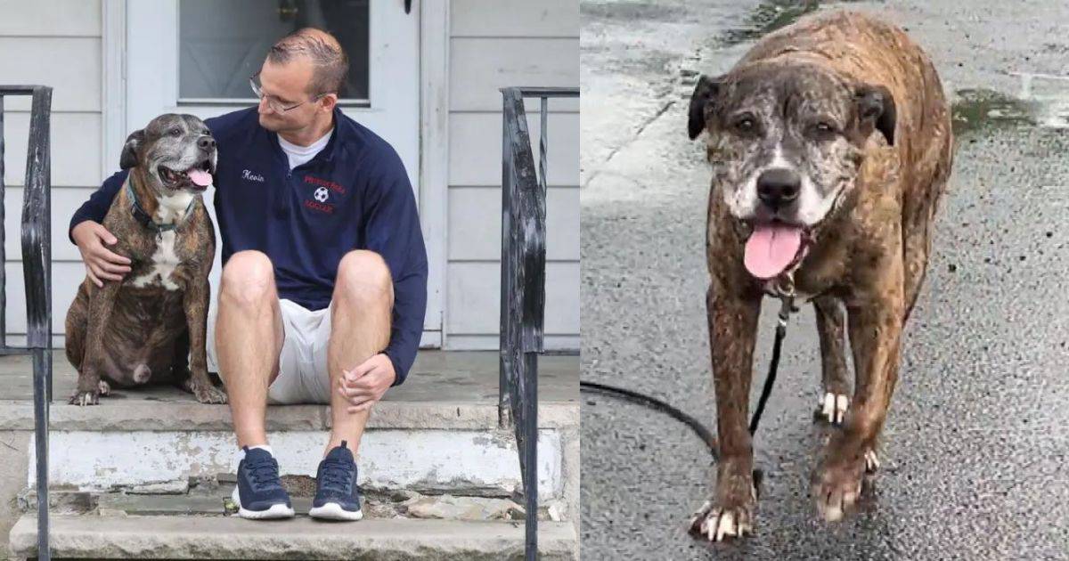 Community Unites To Honor Beloved Sick Dog’s Final Walk In Pennsylvania