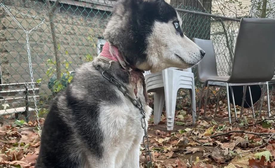Dog Left Tied To Fence With Severe Neck Wound Still Waits For Love
