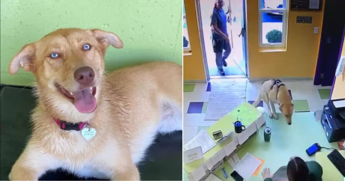 Happy Dog’s Unexpected Antics Steal the Show at Day Care