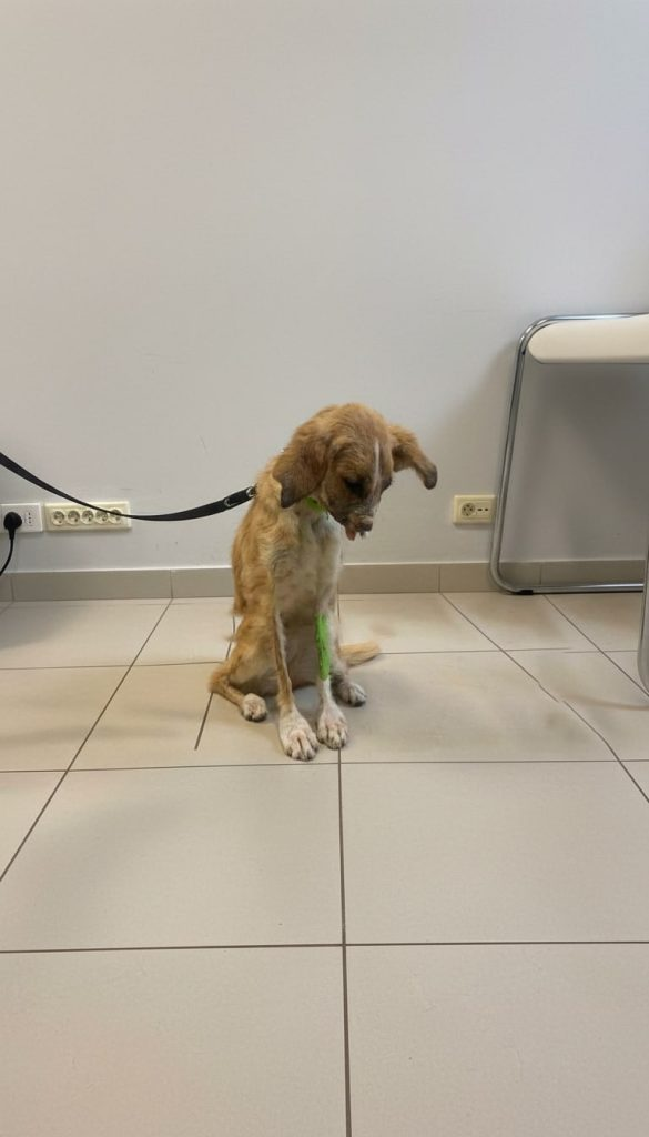 She Was So Small They Thought She Wouldn’t Survive — But Linda Refused to Let Go