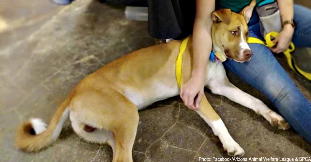 Dog Returned For Being Too Good Left Heartbroken At Shelter