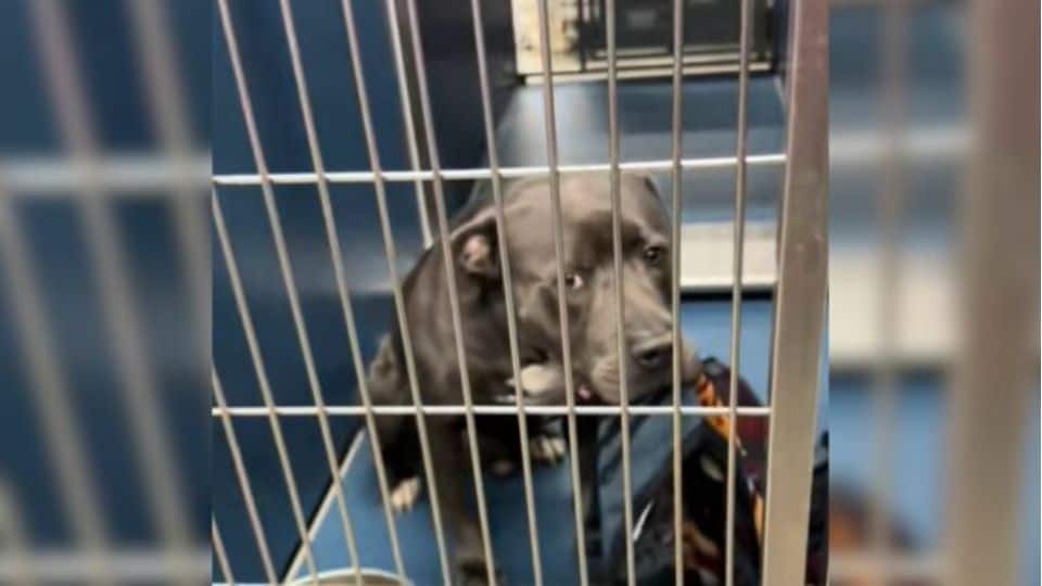 Shelter Dog Offers His Beloved Blanket to Strangers — Hoping Someone Will Take Him Home