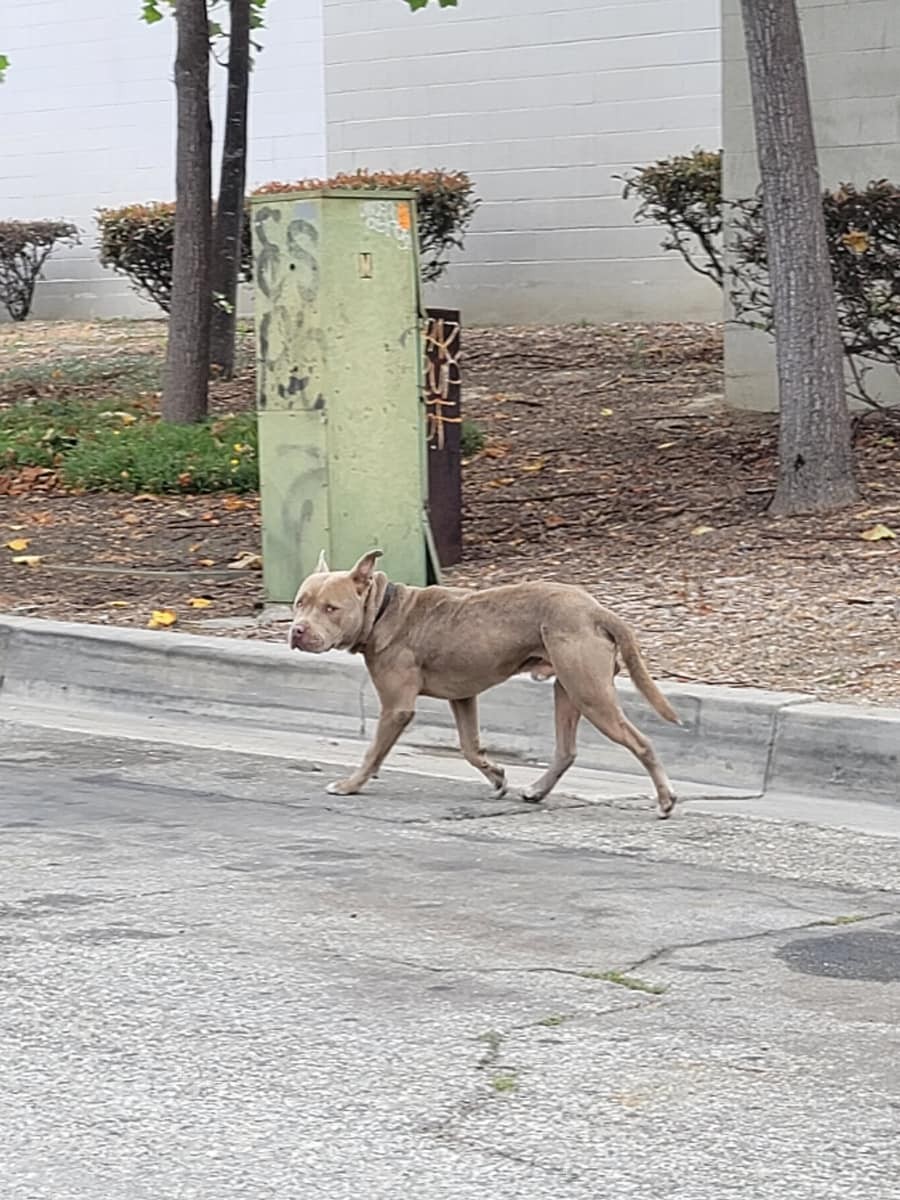 Broken-Hearted Dog Waits by the Road, Still Believing His Family Will Return